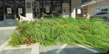 Πτολεμαΐδα: Θυελλώδεις άνεμοι σαρώνουν την πόλη – Έπεσε δέντρο, ζημιές και σε τέντες (Φωτογραφίες και βίντεο)