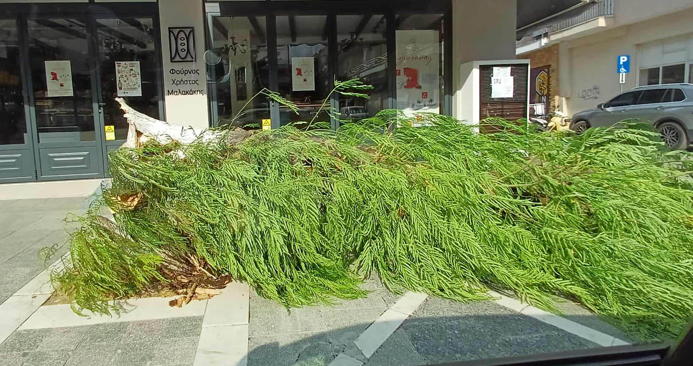 Πτολεμαΐδα: Θυελλώδεις άνεμοι σαρώνουν την πόλη – Έπεσε δέντρο, ζημιές και σε τέντες (Φωτογραφίες και βίντεο)