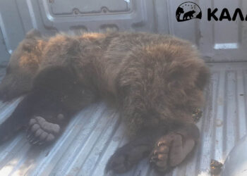 Διάσωση μικρής αρκούδας στην Καστοριά μετά από τροχαίο – Σοβαρά τραυματισμένη αλλά με ελπίδες ανάρρωσης