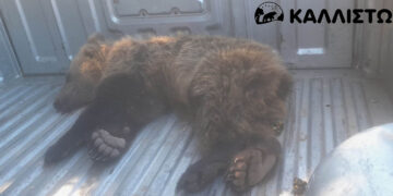 Διάσωση μικρής αρκούδας στην Καστοριά μετά από τροχαίο – Σοβαρά τραυματισμένη αλλά με ελπίδες ανάρρωσης