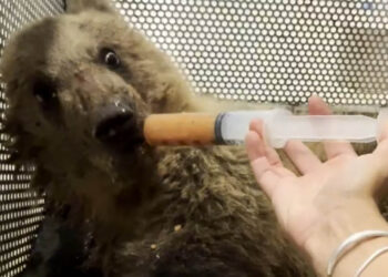 Αρκουδάκι διασώθηκε ύστερα από τροχαίο: Την ονόμασαν Κίρκη – Νοσηλεύεται στο κτηνιατρείο του Αρκτούρου (Βίντεο)