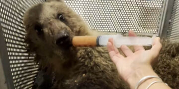 Αρκουδάκι διασώθηκε ύστερα από τροχαίο: Την ονόμασαν Κίρκη – Νοσηλεύεται στο κτηνιατρείο του Αρκτούρου (Βίντεο)