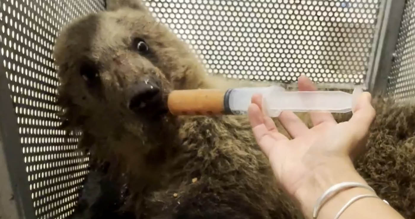 Αρκουδάκι διασώθηκε ύστερα από τροχαίο: Την ονόμασαν Κίρκη – Νοσηλεύεται στο κτηνιατρείο του Αρκτούρου (Βίντεο)