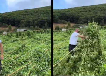 Σισάνι: Ολική καταστροφή σε καλλιέργειες φασολιών από τους θυελλώδεις ανέμους (Βίντεο)