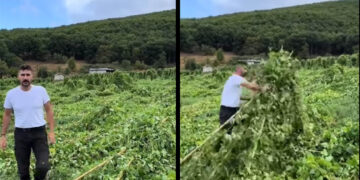 Σισάνι: Ολική καταστροφή σε καλλιέργειες φασολιών από τους θυελλώδεις ανέμους (Βίντεο)