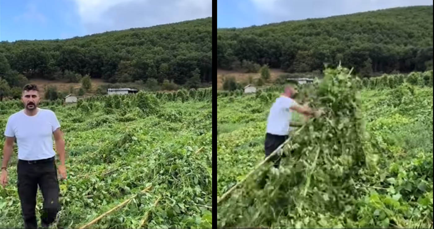 Σισάνι: Ολική καταστροφή σε καλλιέργειες φασολιών από τους θυελλώδεις ανέμους (Βίντεο)