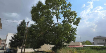 ΣΥΜΒΑΙΝΕΙ ΤΩΡΑ: Ο Θυελλώδης άνεμος έσπασε στη μέση τεράστιο δέντρο επί της Οδού Αθανασίου Διάκου – Δίπλα σε κολώνα της ΔΕΗ ( ρεπορτάζ της Κούλας Πουλασιχίδου )