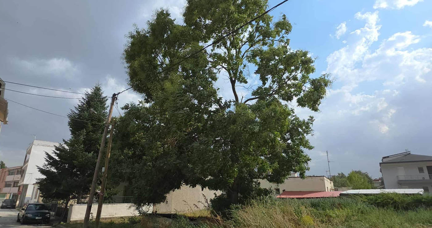 ΣΥΜΒΑΙΝΕΙ ΤΩΡΑ: Ο Θυελλώδης άνεμος έσπασε στη μέση τεράστιο δέντρο επί της Οδού Αθανασίου Διάκου – Δίπλα σε κολώνα της ΔΕΗ ( ρεπορτάζ της Κούλας Πουλασιχίδου )