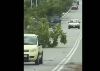 Περδίκκας: Δέντρο έπεσε στο δρόμο από τους θυελλώδεις ανέμους (βίντεο)