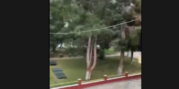 Πτολεμαΐδα: Βίντεο δείχνει τη στιγμή που το τεράστιο δέντρο πέφτει στο πάρκο του Χρηστίδη!