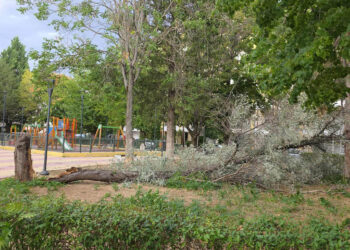 Πτολεμαΐδα: Δέντρο κατέρρευσε και στο Πάρκο «Ζορμπά» – Ευτυχώς δεν υπήρχαν παιδιά
