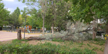 Πτολεμαΐδα: Δέντρο κατέρρευσε και στο Πάρκο «Ζορμπά» – Ευτυχώς δεν υπήρχαν παιδιά