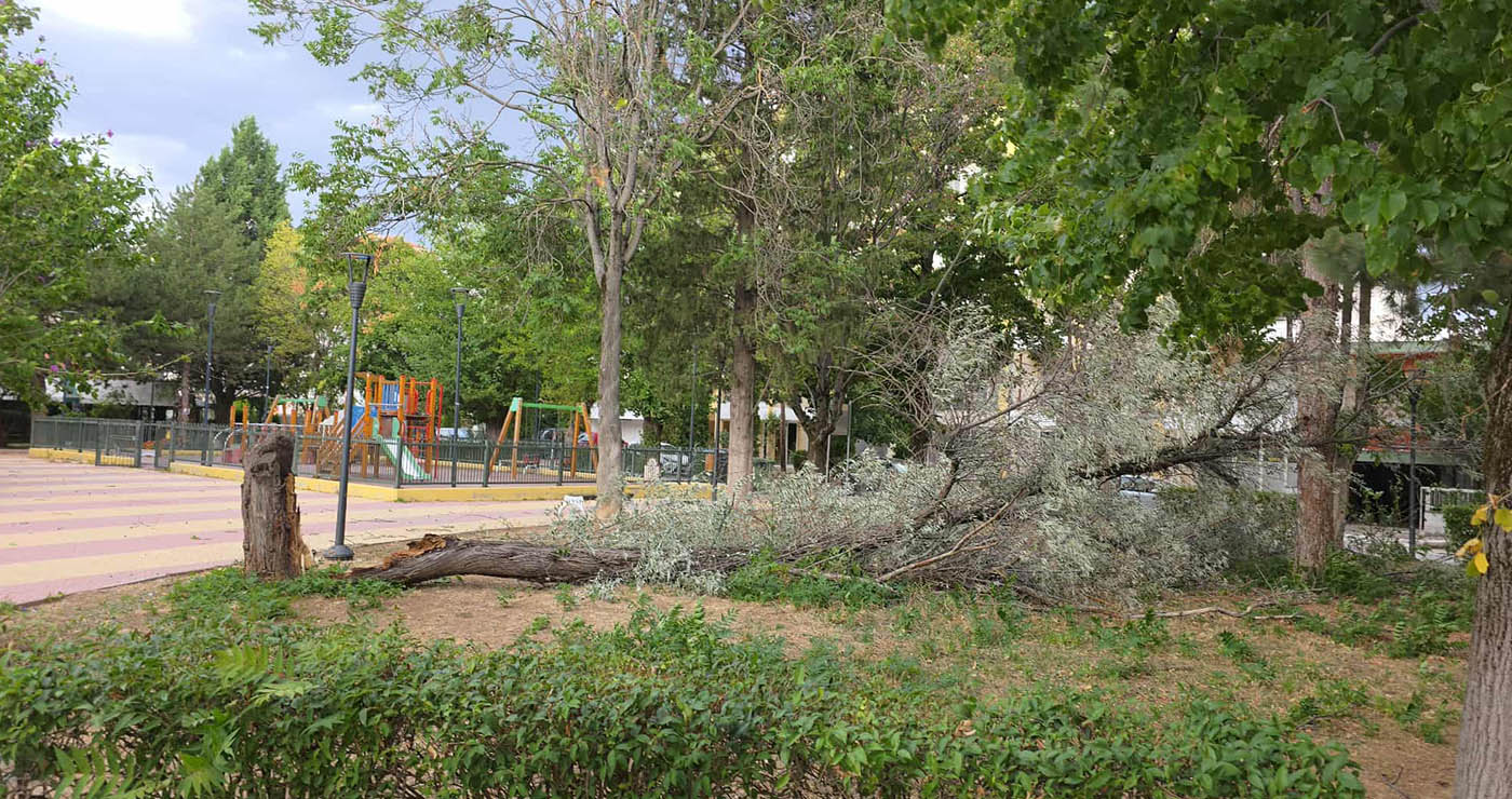 Πτολεμαΐδα: Δέντρο κατέρρευσε και στο Πάρκο «Ζορμπά» – Ευτυχώς δεν υπήρχαν παιδιά