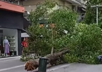 Κοζάνη: Έπεσε μεγάλο δένδρο στον κεντρικό πεζόδρομο