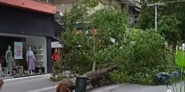 Κοζάνη: Έπεσε μεγάλο δένδρο στον κεντρικό πεζόδρομο