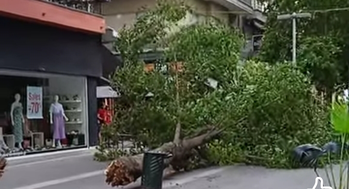 Κοζάνη: Έπεσε μεγάλο δένδρο στον κεντρικό πεζόδρομο