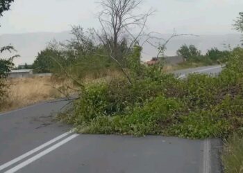 Κλειστό το ένα ρεύμα κυκλοφορίας από Κρόκο προς Άνω Κώμη λόγω πτώσης δέντρου