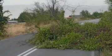 Κλειστό το ένα ρεύμα κυκλοφορίας από Κρόκο προς Άνω Κώμη λόγω πτώσης δέντρου