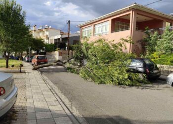 Μεγάλο δέντρο έπεσε στην Κοζάνη, οδός Θεσσαλονίκης