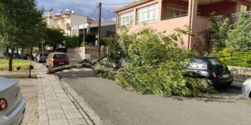 Μεγάλο δέντρο έπεσε στην Κοζάνη, οδός Θεσσαλονίκης