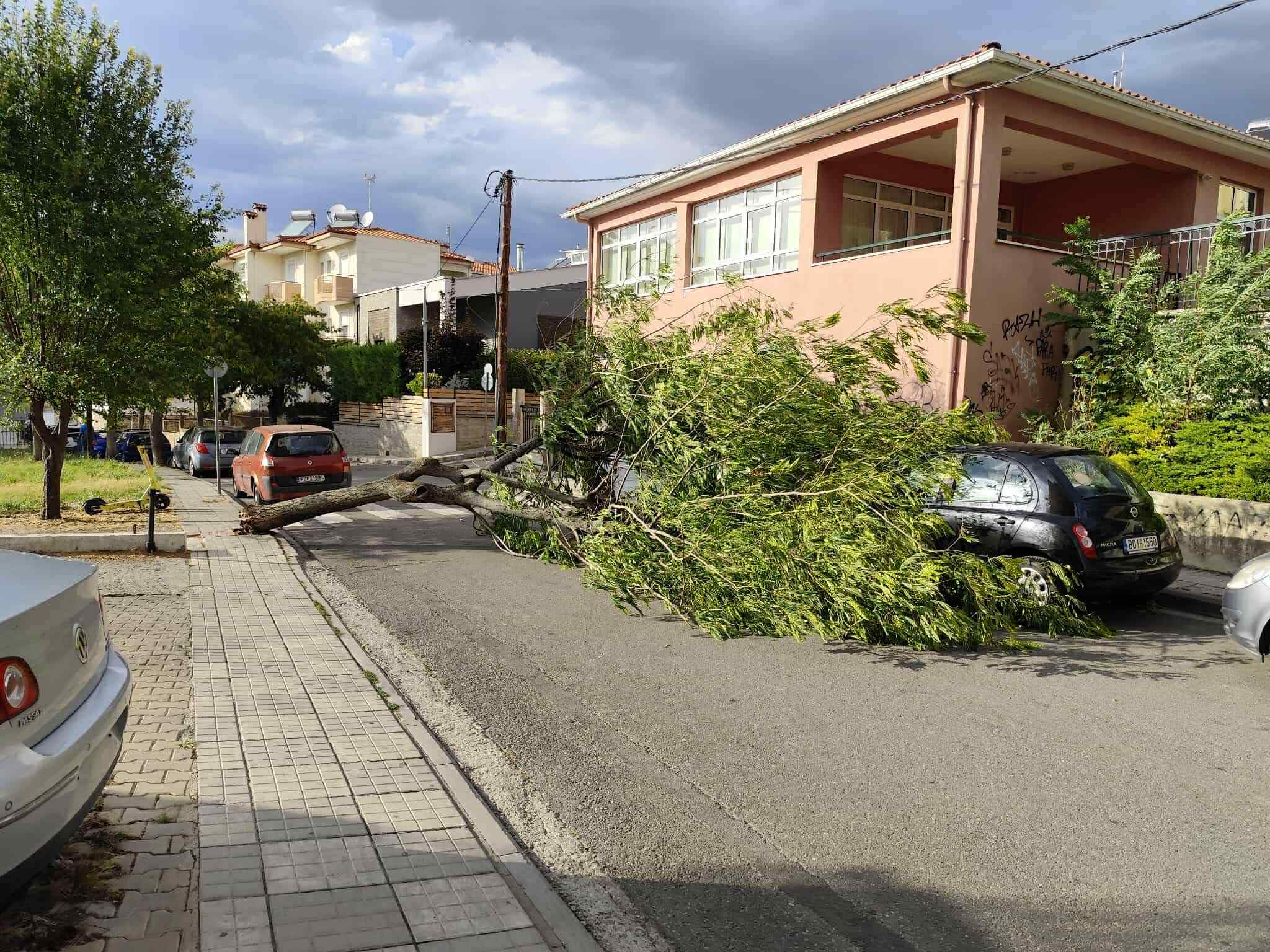 Μεγάλο δέντρο έπεσε στην Κοζάνη, οδός Θεσσαλονίκης