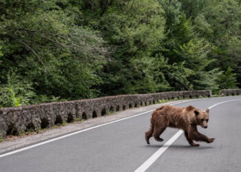 Διχάζει το κυνήγι αρκούδας