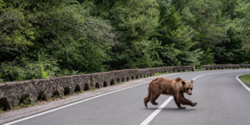 Διχάζει το κυνήγι αρκούδας