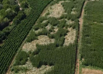 Καστοριά: Ζημιές από αρκούδα σε καλλιέργεια καλαμποκιού (Φωτογραφίες)