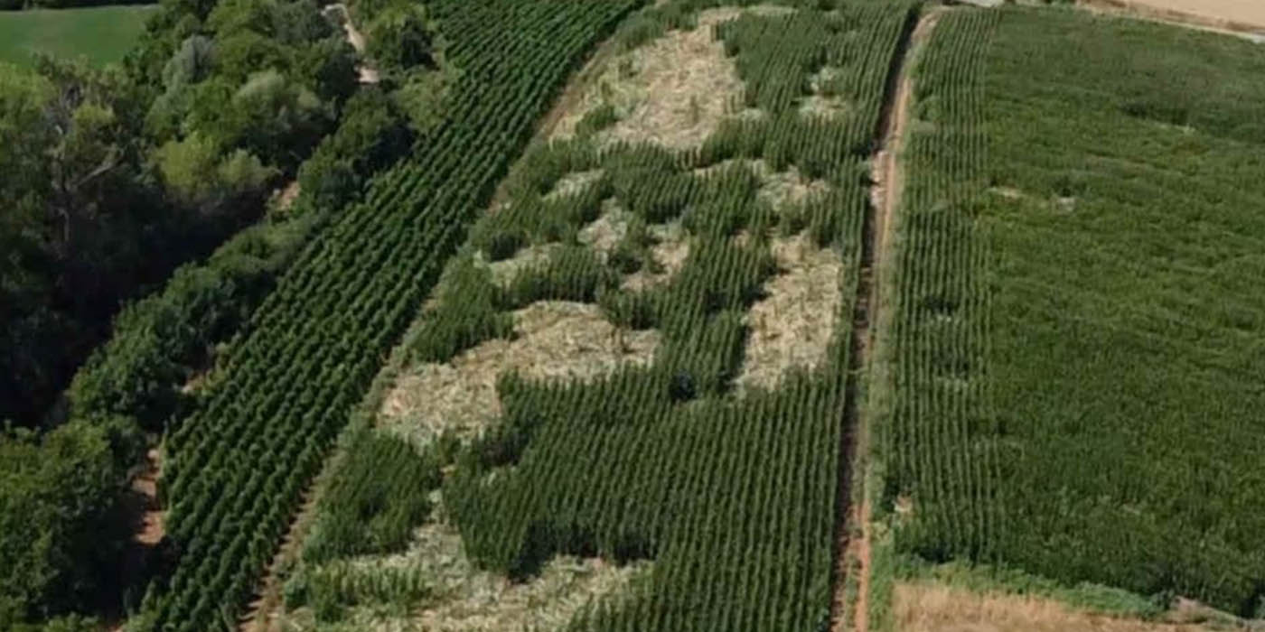 Καστοριά: Ζημιές από αρκούδα σε καλλιέργεια καλαμποκιού (Φωτογραφίες)