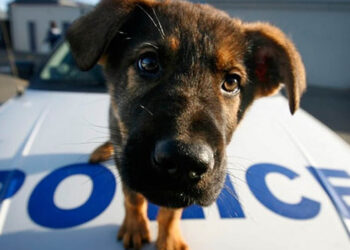 Ο σκύλος-αστυνομικός «Ορφέας» ξετρύπωσε κάνναβη και χάπια στην Καστοριά – 12 συλλήψεις