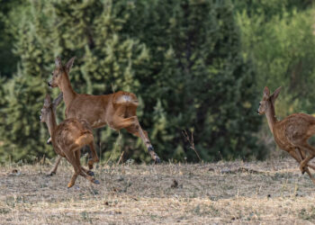 Ασβεστόπετρα Εορδαίας με τα ωραία της: 3 ελάφια στο ίδιο κάδρο (Φωτογραφίες Γ. Κωστικίδη)