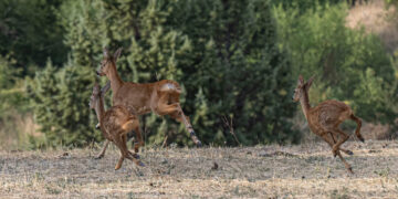 Ασβεστόπετρα Εορδαίας με τα ωραία της: 3 ελάφια στο ίδιο κάδρο (Φωτογραφίες Γ. Κωστικίδη)
