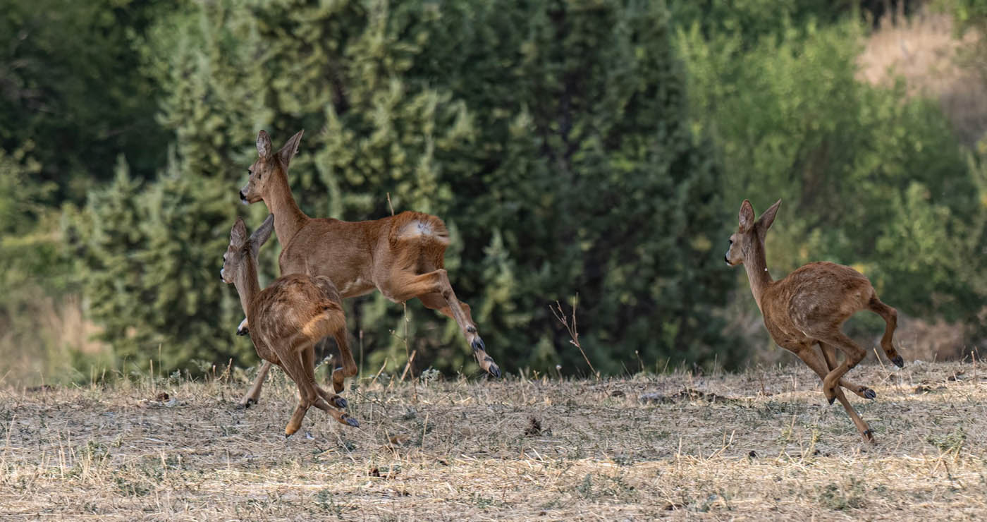 Ασβεστόπετρα Εορδαίας με τα ωραία της: 3 ελάφια στο ίδιο κάδρο (Φωτογραφίες Γ. Κωστικίδη)