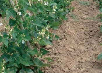 Καύσωνας «έκαψε» φασόλια και κηπευτικά στη Δυτική Μακεδονία – Σχεδόν μηδενική η παραγωγή σε περιοχές της Καστοριάς