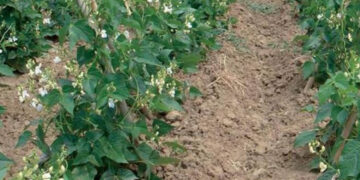 Καύσωνας «έκαψε» φασόλια και κηπευτικά στη Δυτική Μακεδονία – Σχεδόν μηδενική η παραγωγή σε περιοχές της Καστοριάς