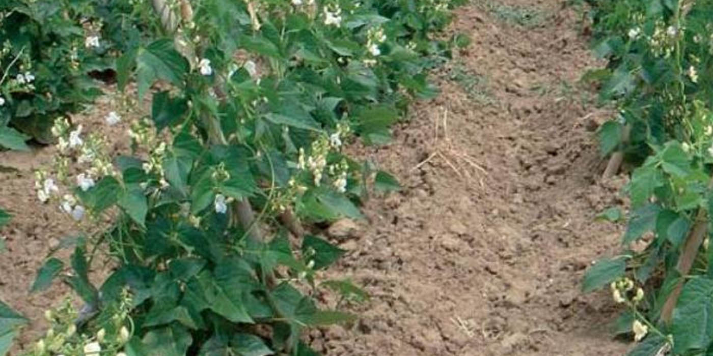 Καύσωνας «έκαψε» φασόλια και κηπευτικά στη Δυτική Μακεδονία – Σχεδόν μηδενική η παραγωγή σε περιοχές της Καστοριάς