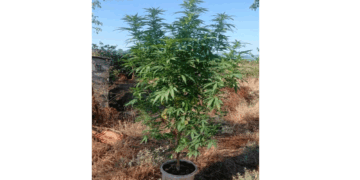 Δενδρύλλιο κάνναβης ύψους 2 μέτρων καλλιεργούσε στην Κοζάνη – Συνελήφθη για καλλιέργεια και κατοχή