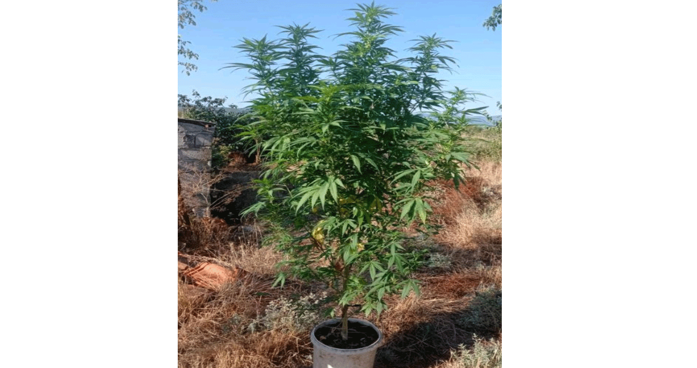Δενδρύλλιο κάνναβης ύψους 2 μέτρων καλλιεργούσε στην Κοζάνη – Συνελήφθη για καλλιέργεια και κατοχή