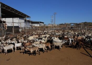 Σφάζονται όλα τα ζώα στην κτηνοτροφική μονάδα της Πτελέας- Επιβεβαιώθηκε το κρούσμα ευλογιάς