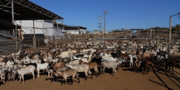 Σφάζονται όλα τα ζώα στην κτηνοτροφική μονάδα της Πτελέας- Επιβεβαιώθηκε το κρούσμα ευλογιάς