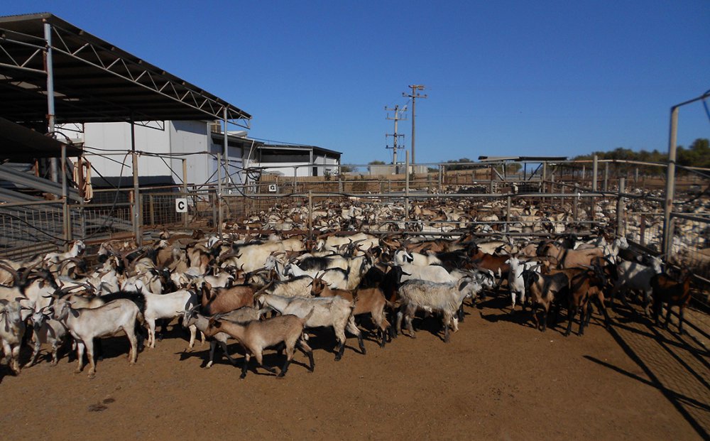 Σφάζονται όλα τα ζώα στην κτηνοτροφική μονάδα της Πτελέας- Επιβεβαιώθηκε το κρούσμα ευλογιάς