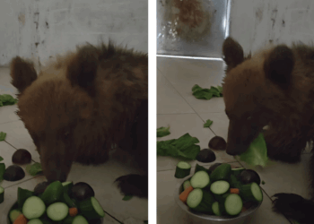 ΑΡΚΤΟΥΡΟΣ: Βελτιώνεται η κατάσταση της μικρής Κίρκης που διασώθηκε από τροχαίο (Βίντεο)