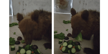 ΑΡΚΤΟΥΡΟΣ: Βελτιώνεται η κατάσταση της μικρής Κίρκης που διασώθηκε από τροχαίο (Βίντεο)