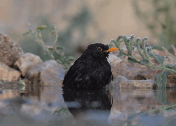 “Το κοτσύφι την ώρα πρωινής περιποίησης” – Βίντεο του Γεώργιου Κωστικίδη