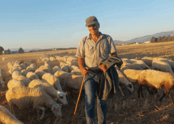 Σε επαγρύπνηση οι Κτηνοτρόφοι της Πτολεμαΐδας, για την Ευλογιά! (Ρεπορτάζ της Κούλας Πουλασιχίδου)