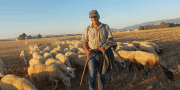 Σε επαγρύπνηση οι Κτηνοτρόφοι της Πτολεμαΐδας, για την Ευλογιά! (Ρεπορτάζ της Κούλας Πουλασιχίδου)