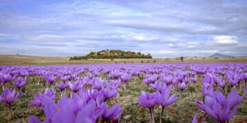 Στο πρόγραμμα «Ανθισμένες Διαδρομές» του ΕΟΤ ο κρόκος Κοζάνης