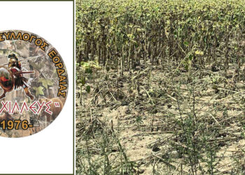 Εορδαία: Επιδρομές αγριόχοιρων σε καλλιέργειες – Γιατί δεν λειτουργούν στην περιοχή οι ομάδες δίωξης αγριόχοιρων