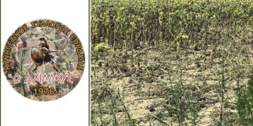 Εορδαία: Επιδρομές αγριόχοιρων σε καλλιέργειες – Γιατί δεν λειτουργούν στην περιοχή οι ομάδες δίωξης αγριόχοιρων