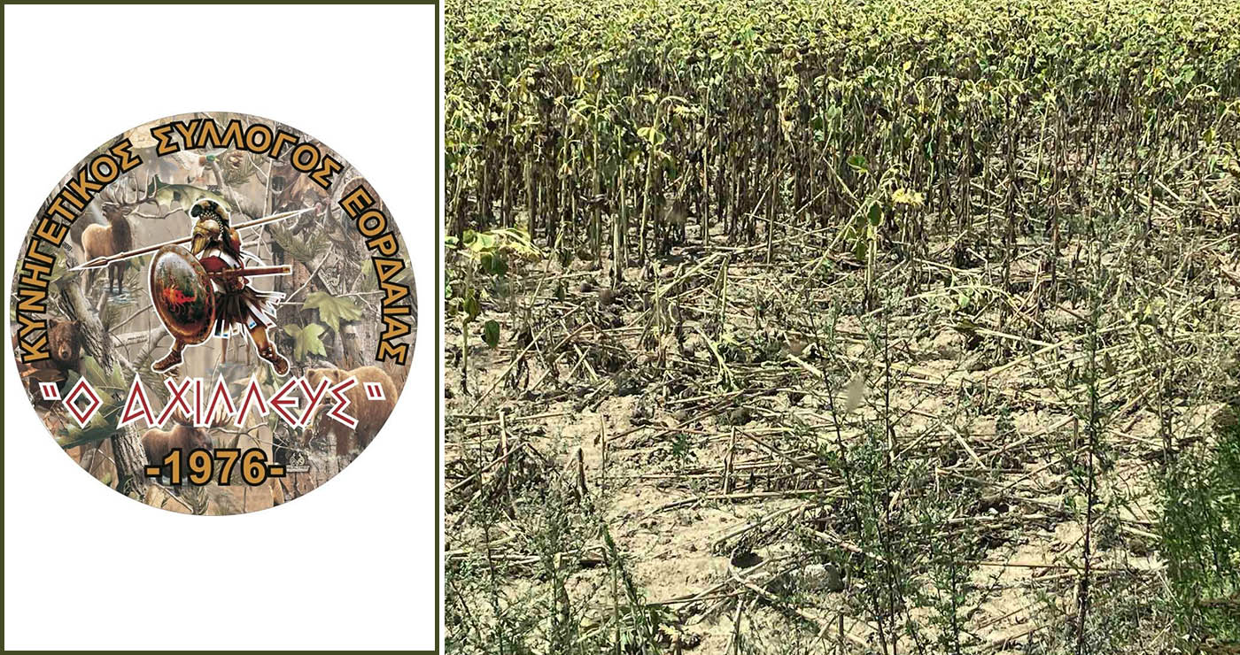 Εορδαία: Επιδρομές αγριόχοιρων σε καλλιέργειες – Γιατί δεν λειτουργούν στην περιοχή οι ομάδες δίωξης αγριόχοιρων